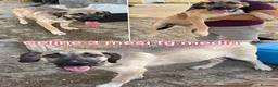 Meticcio cani in regalo: TENERI CUCCIOLI IN CERCA D'AMORE  a Provincia di Modena - Annuncio 11