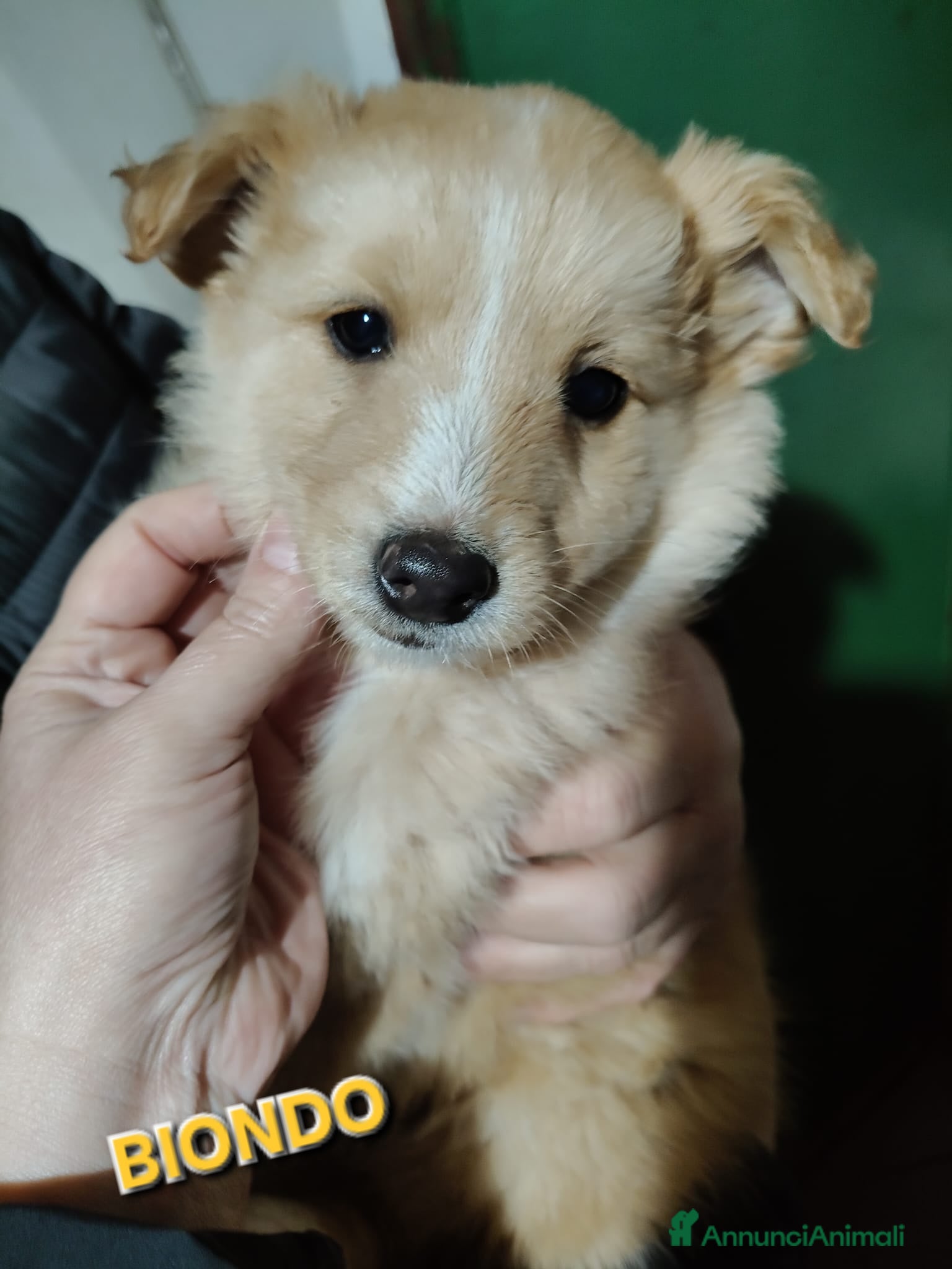 Meticcio cani UNA MAMMA PER BIONDO  - Annuncio 2