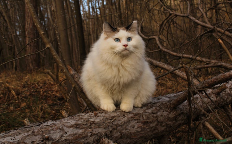 Ragdoll gatti a Provincia di Pavia - Annuncio 1