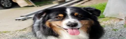 Australian Shepherd cani in vendita: Cuccioli Pastore Australiano pedigree - Annuncio 7