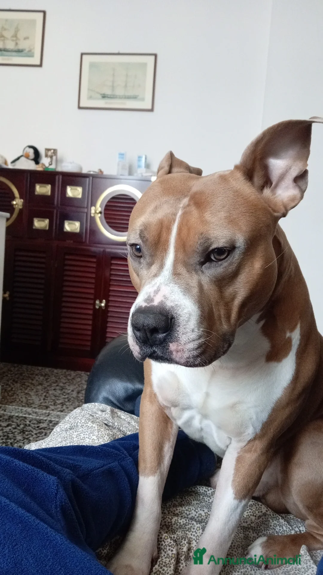 American Staffordshire cani per accoppiamento: Disponibile per monta Genova  - Annuncio 4