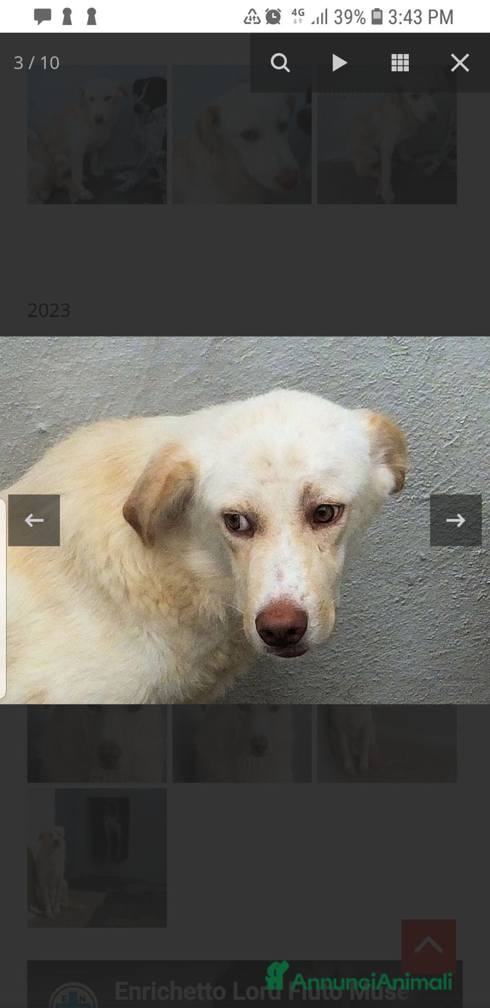 Meticcio cani Entichetto  - Annuncio 37