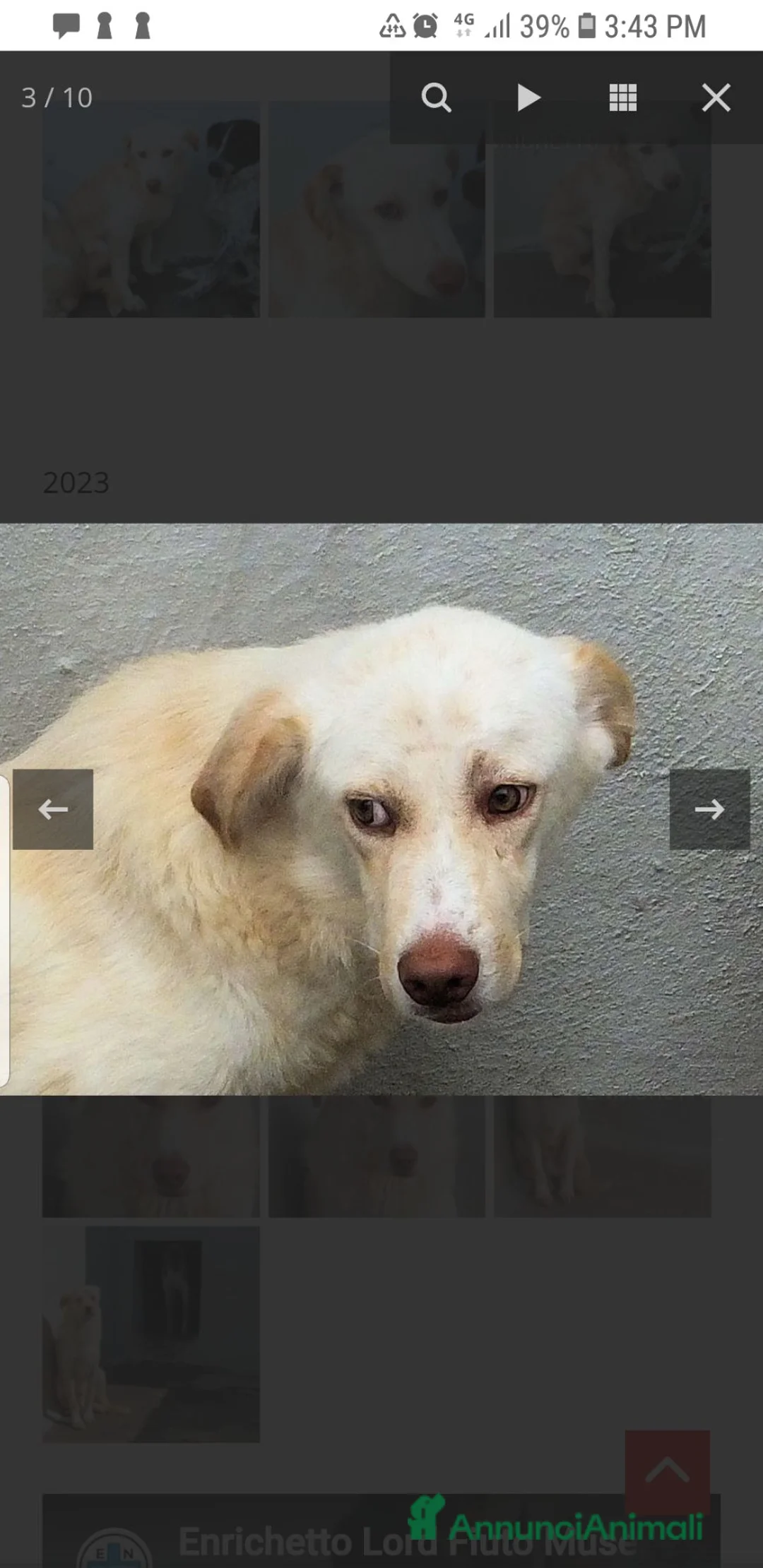 Meticcio cani in regalo: Entichetto  - Annuncio 1