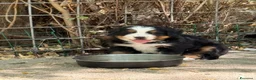 Bovaro del Bernese cani in vendita: Cucciole di Bovaro del Bernese - Annuncio 3