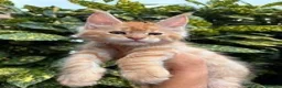 Maine Coon gatti in vendita: Cucciolo Maine coon red tabby - Annuncio 6