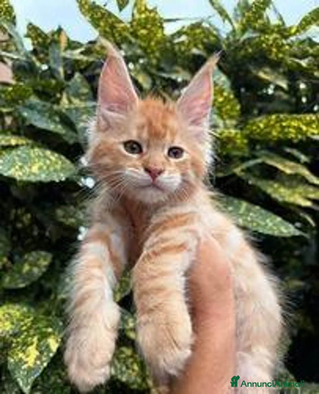 Maine Coon gatti in vendita: Cucciolo Maine coon red tabby - Annuncio 6