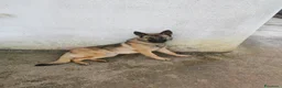Pastore Belga cani in regalo: Regalo Sole - Annuncio 12