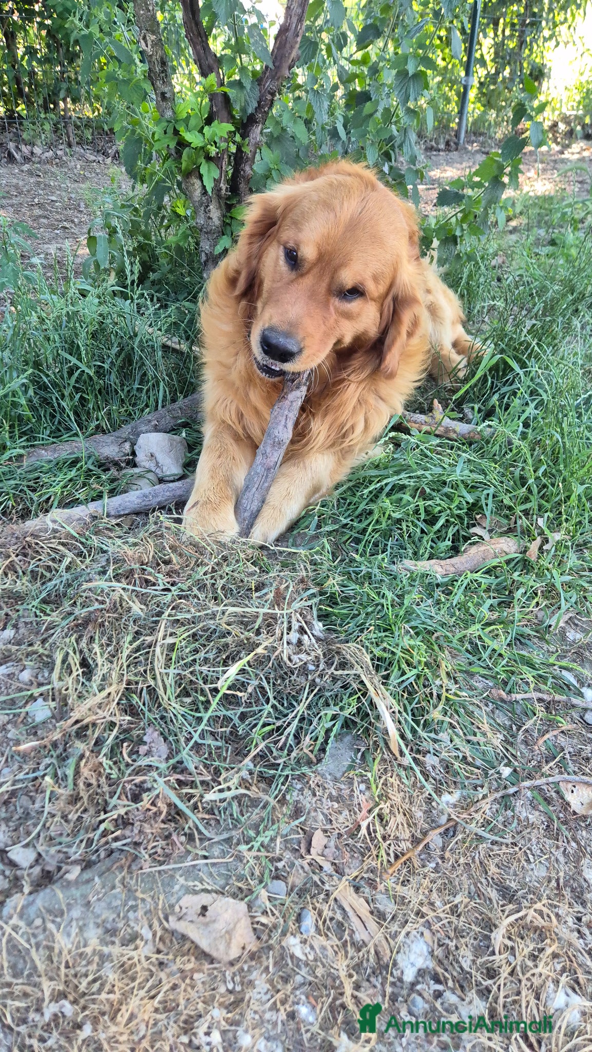 Golden Retriever cani Golden retriever per accoppiamento - Annuncio 1