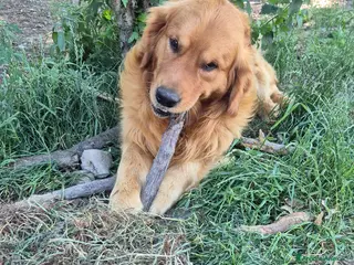 Golden Retriever cani Golden retriever per accoppiamento - Annuncio 9