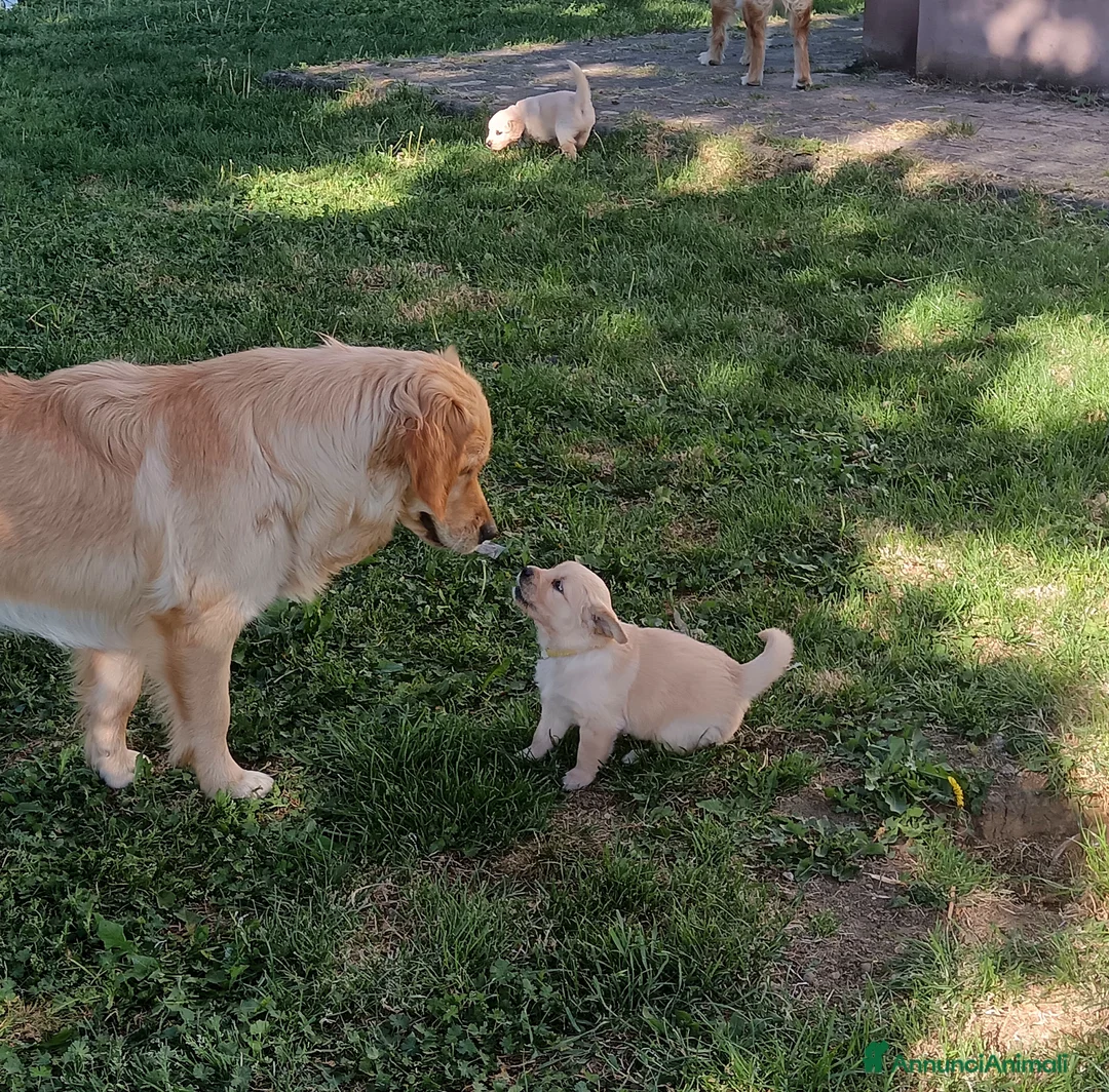 Golden Retriever cani in vendita: Adorabili cuccioli Golden Retriever  - Annuncio 8