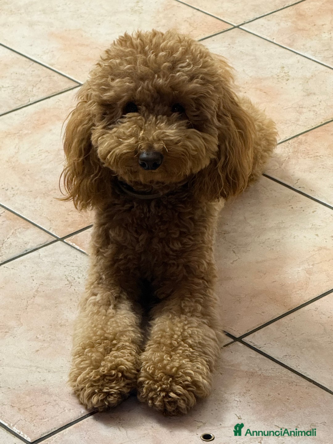 Barboncino cani per accoppiamento: Cercasi barboncina per accoppiamento - Annuncio 2