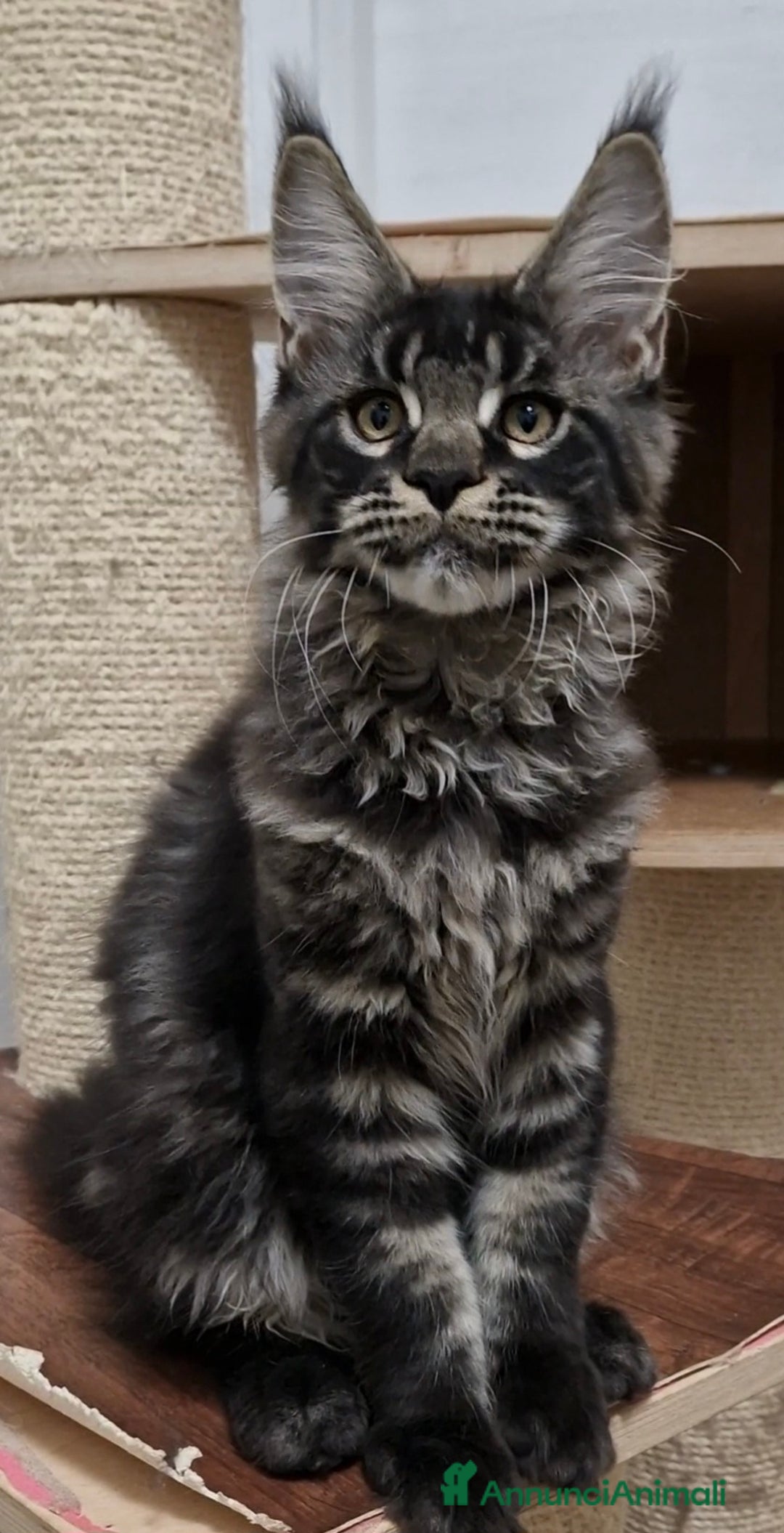 Maine Coon gatti in vendita: Cucciolo maine coon maschio - Annuncio 2