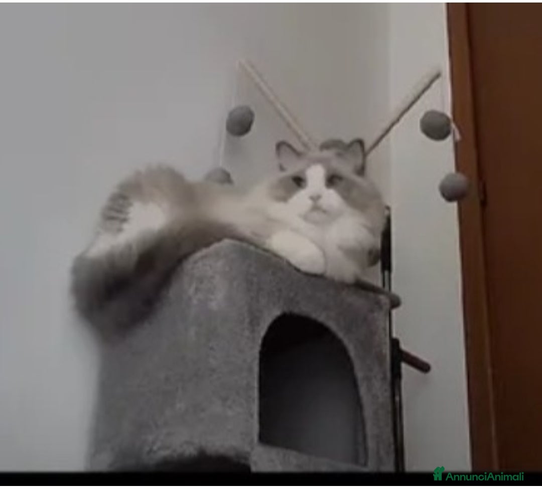 Ragdoll gatti Ragdoll maschio pedigree disponibile per monta  - Annuncio 1