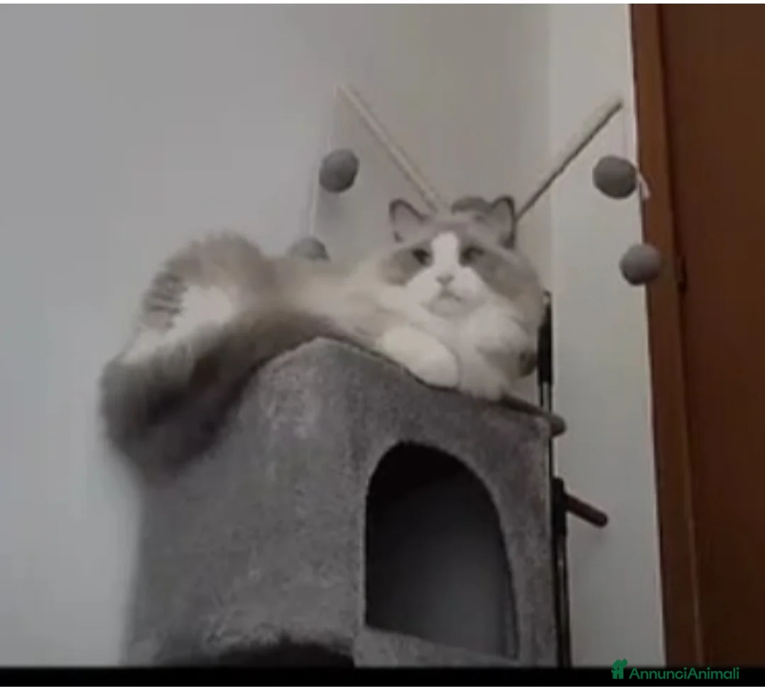 Ragdoll gatti per accoppiamento: Ragdoll maschio pedigree disponibile per monta  - Annuncio 1