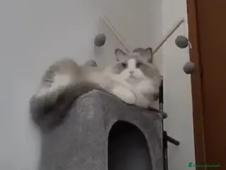 Ragdoll gatti Ragdoll maschio pedigree disponibile per monta - Annuncio 1