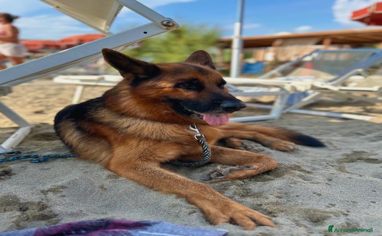 Pastore Tedesco cani a Provincia di Varese - Annuncio 17