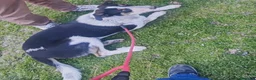 Meticcio cani in regalo: kiki in adozione - Annuncio 9