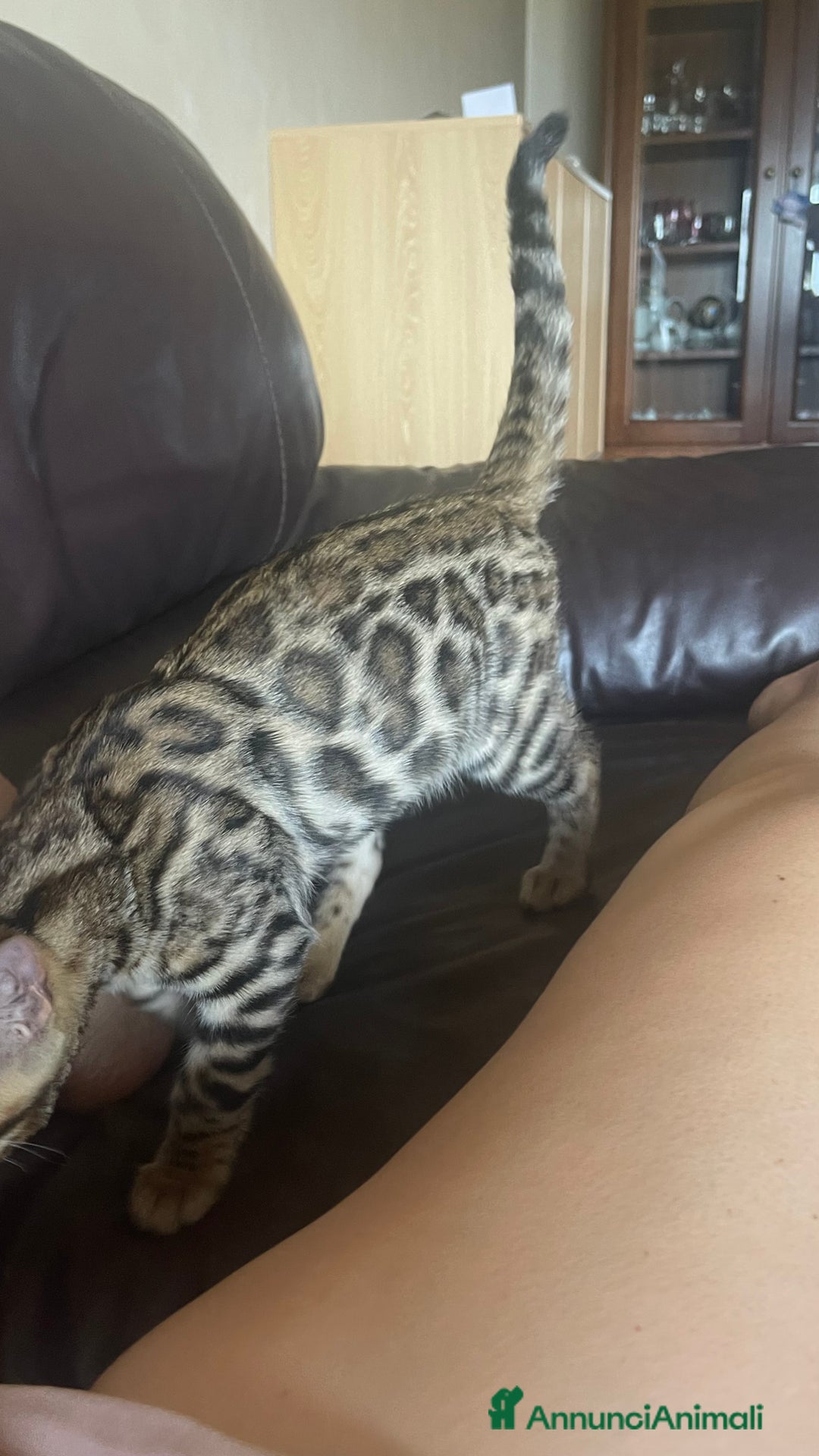 Bengala gatti in vendita: Cucciolo bengala a Provincia di Frosinone - Immagine 26