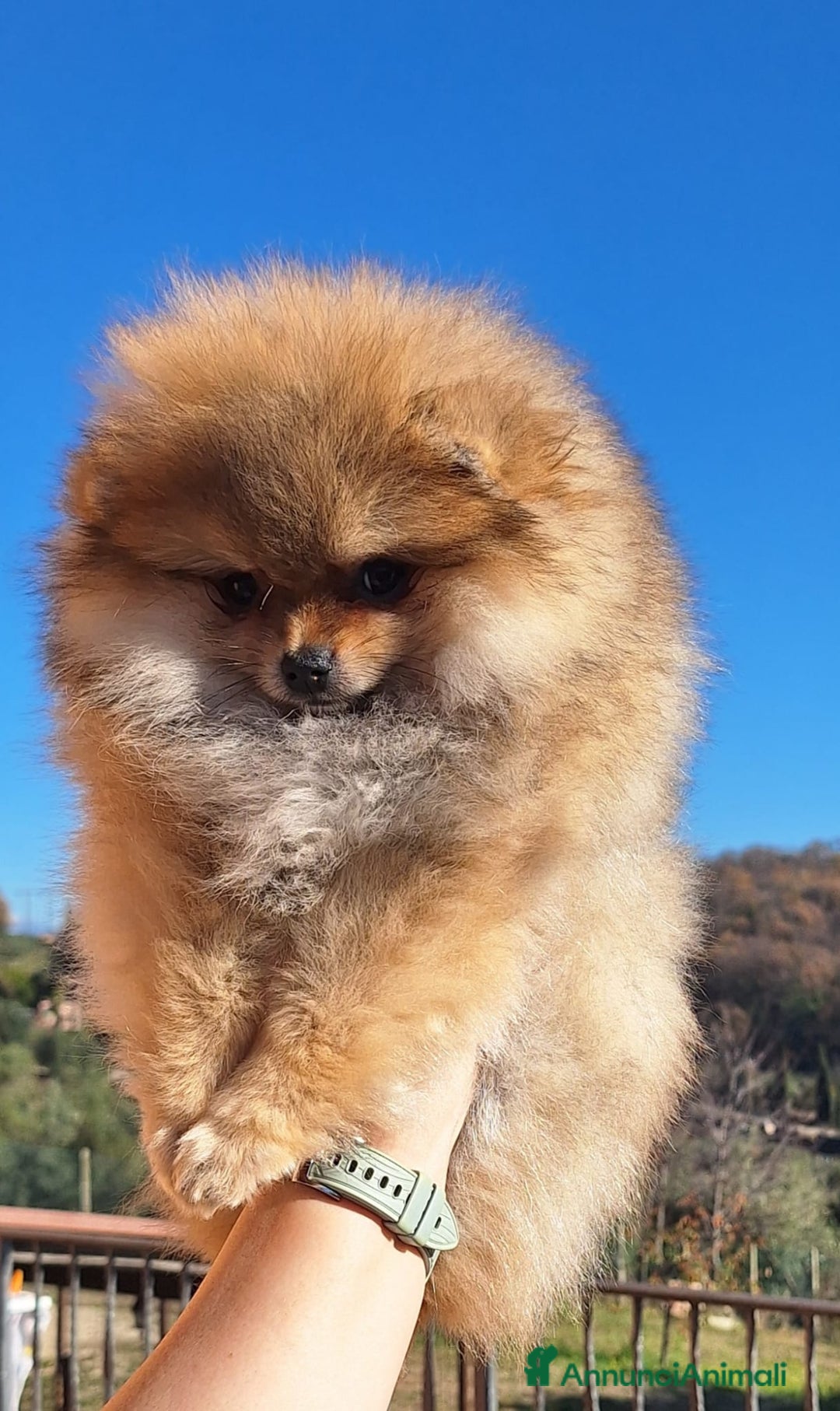 Volpino Pomerania cani in vendita: Spitz tedesco nano - Annuncio 21