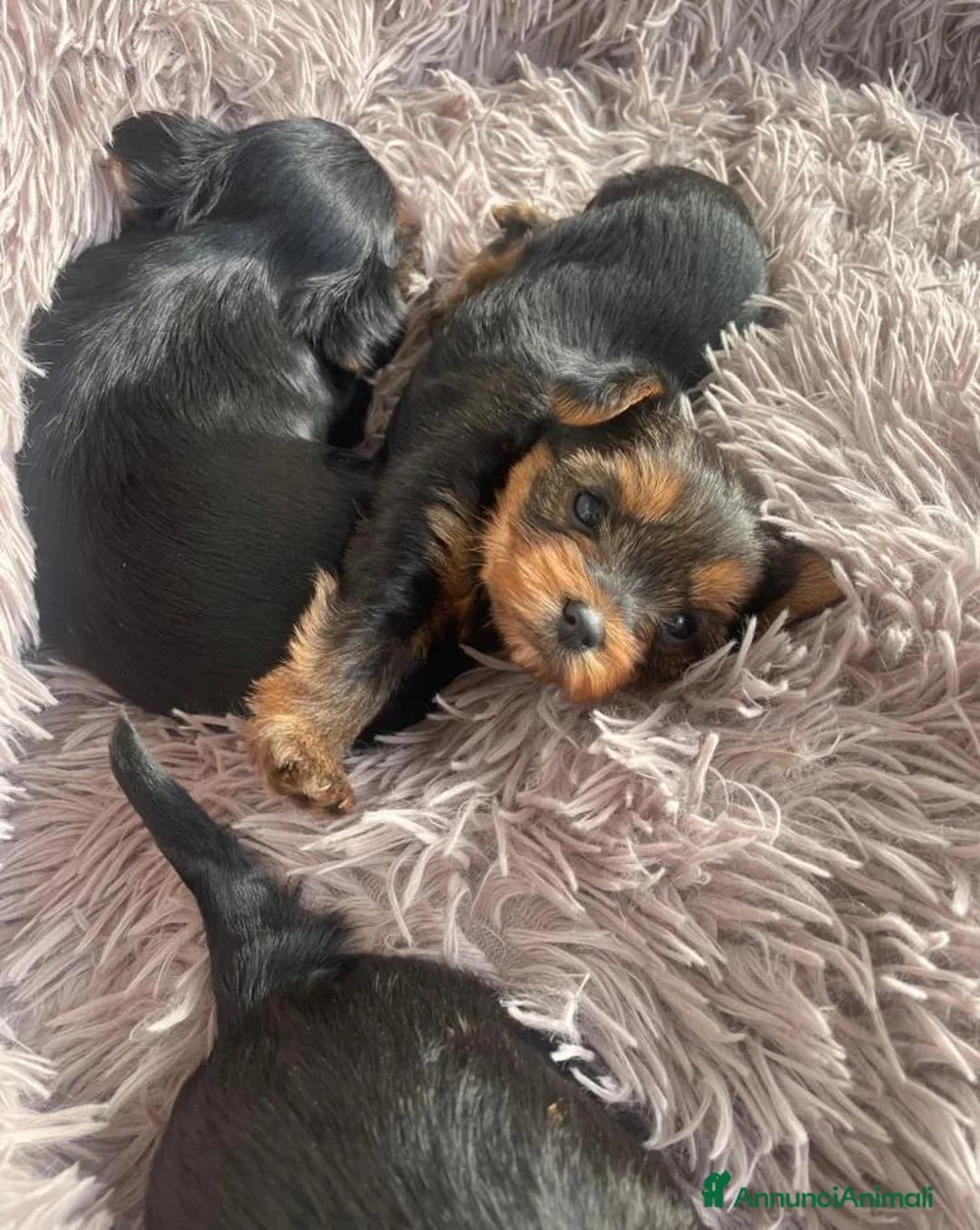 Yorkshire cani in vendita: Cuccioli di Yorkshire Terrier - Annuncio 2