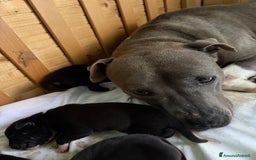 American Staffordshire cani in vendita: Cuccioli Amstaff neri a Città metropolitana di Milano - Immagine 9