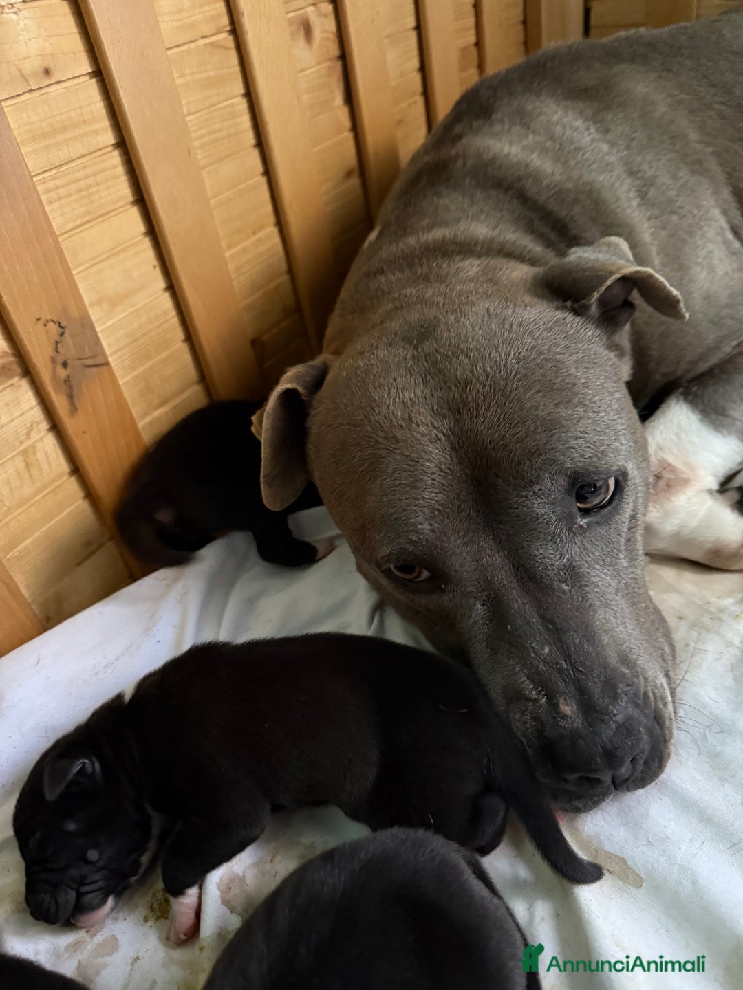 American Staffordshire cani in vendita: Cuccioli Amstaff neri a Città metropolitana di Milano - Immagine 9