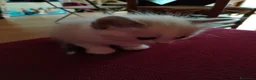 Thai gatti in vendita: Simil magic Thai  a Provincia di Como - Annuncio 4