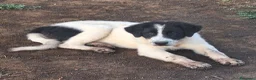 Meticcio cani in vendita: 🐶Cucciola femmina Pastore Maremmano e dei Pirenei - Annuncio 9