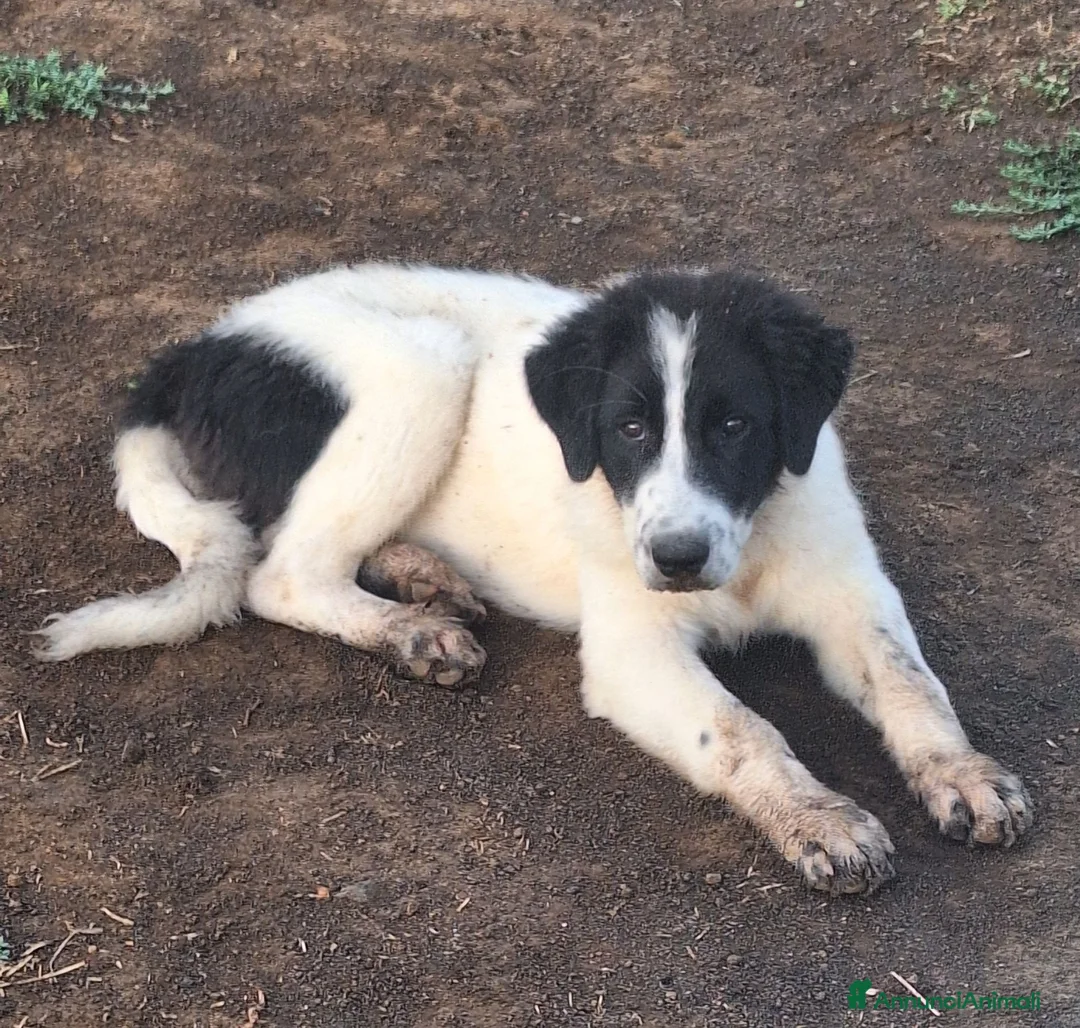 Meticcio cani in vendita: 🐶Cucciola femmina Pastore Maremmano e dei Pirenei - Annuncio 9