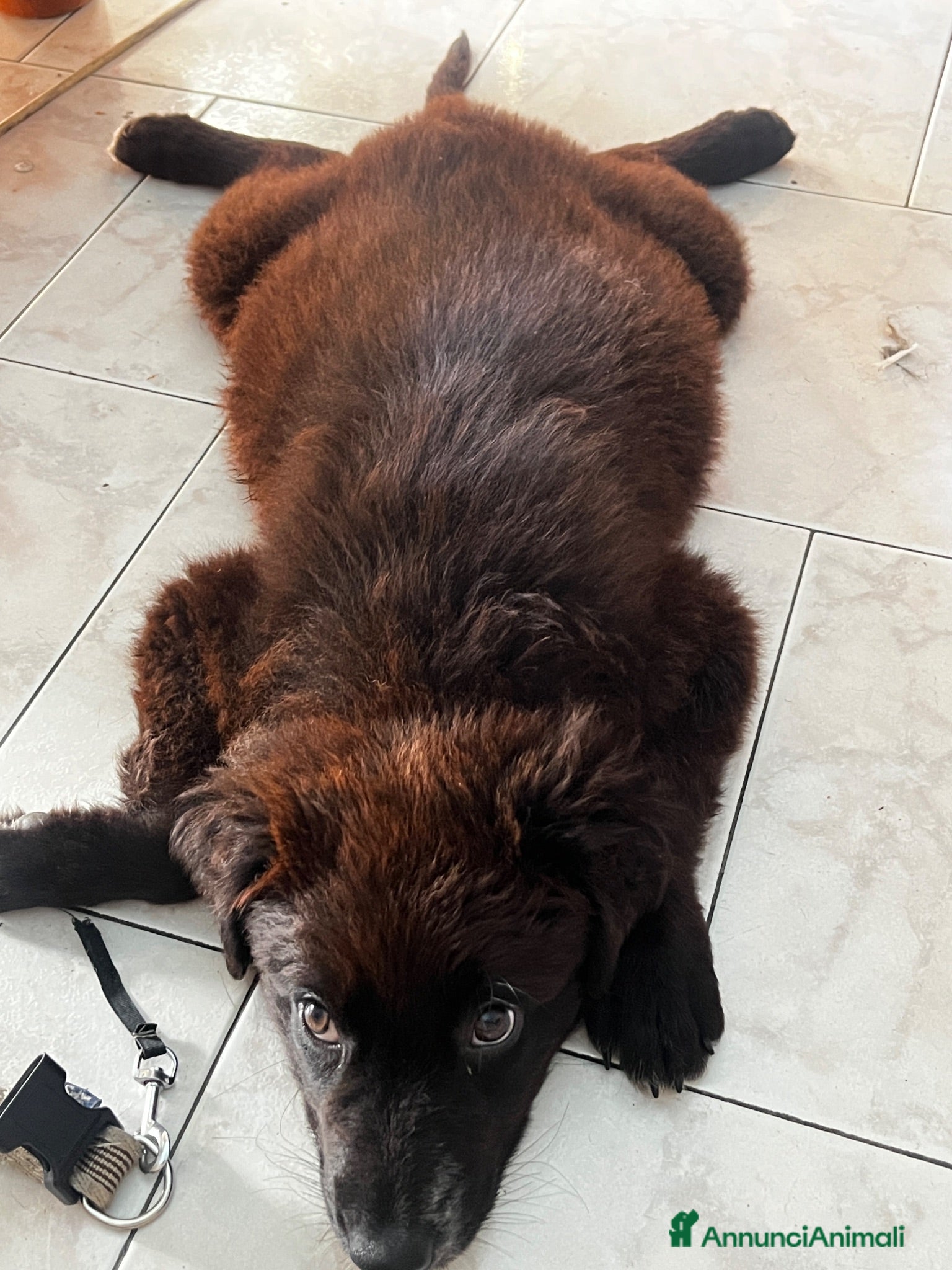 Meticcio cani METICCIO - Annuncio 6