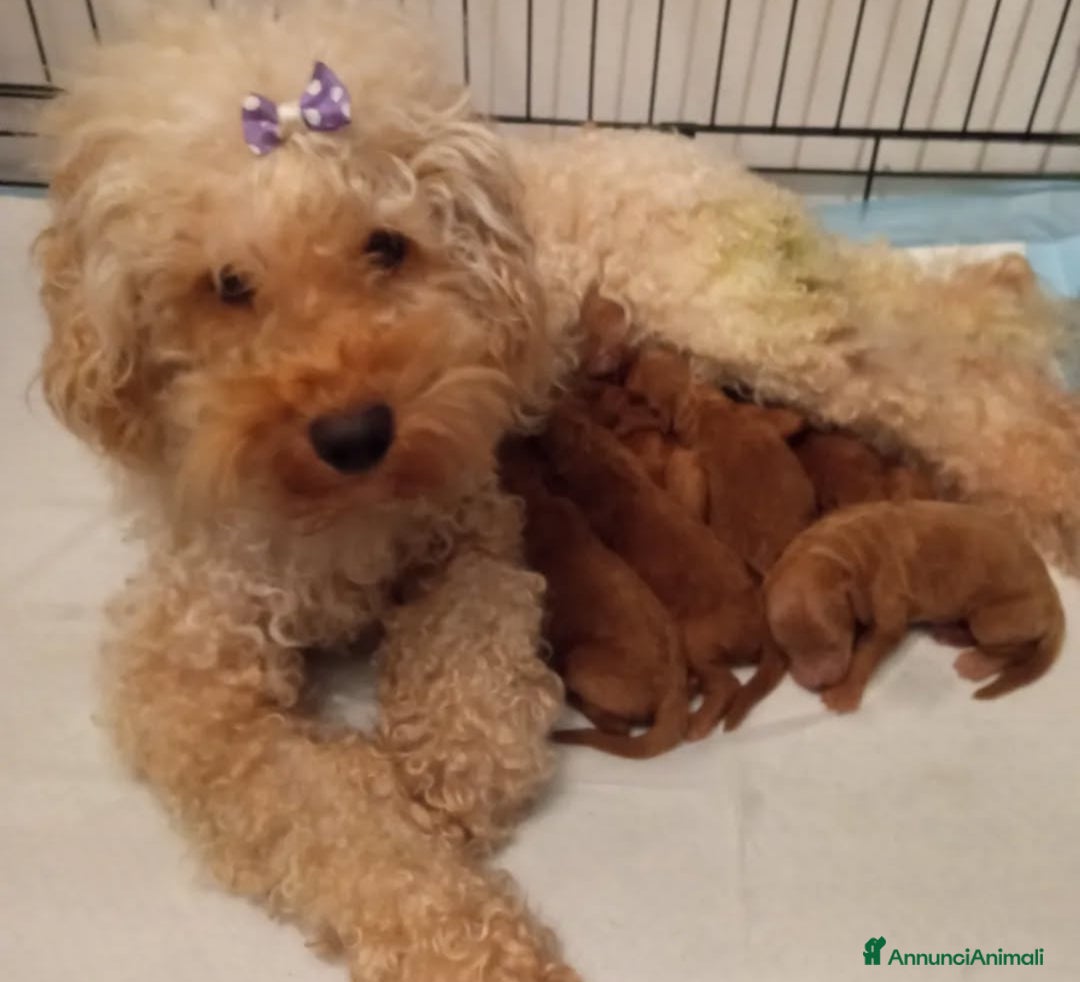 Barbone cani in vendita: Barboncini cuccioli  - Annuncio 8