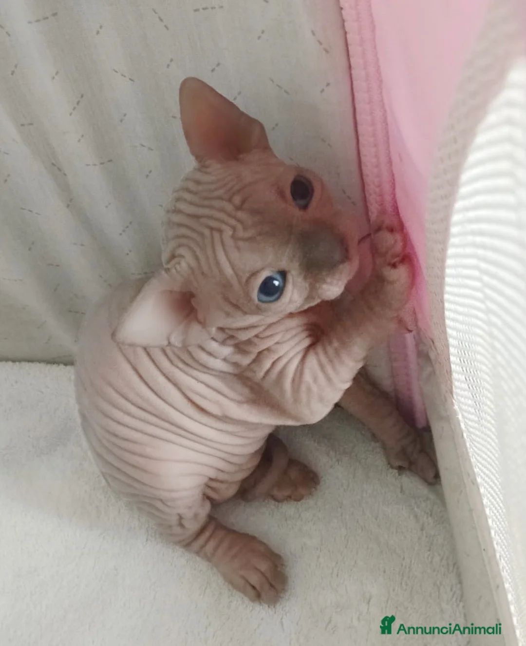 Sphynx gatti in vendita: Cuccioli di sphynx con pedigree  - Annuncio 1