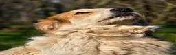 Meticcio cani in regalo: MIKY PERCHE' NESSUNO MI VUOLE? IN ADOZIONE - Annuncio 3