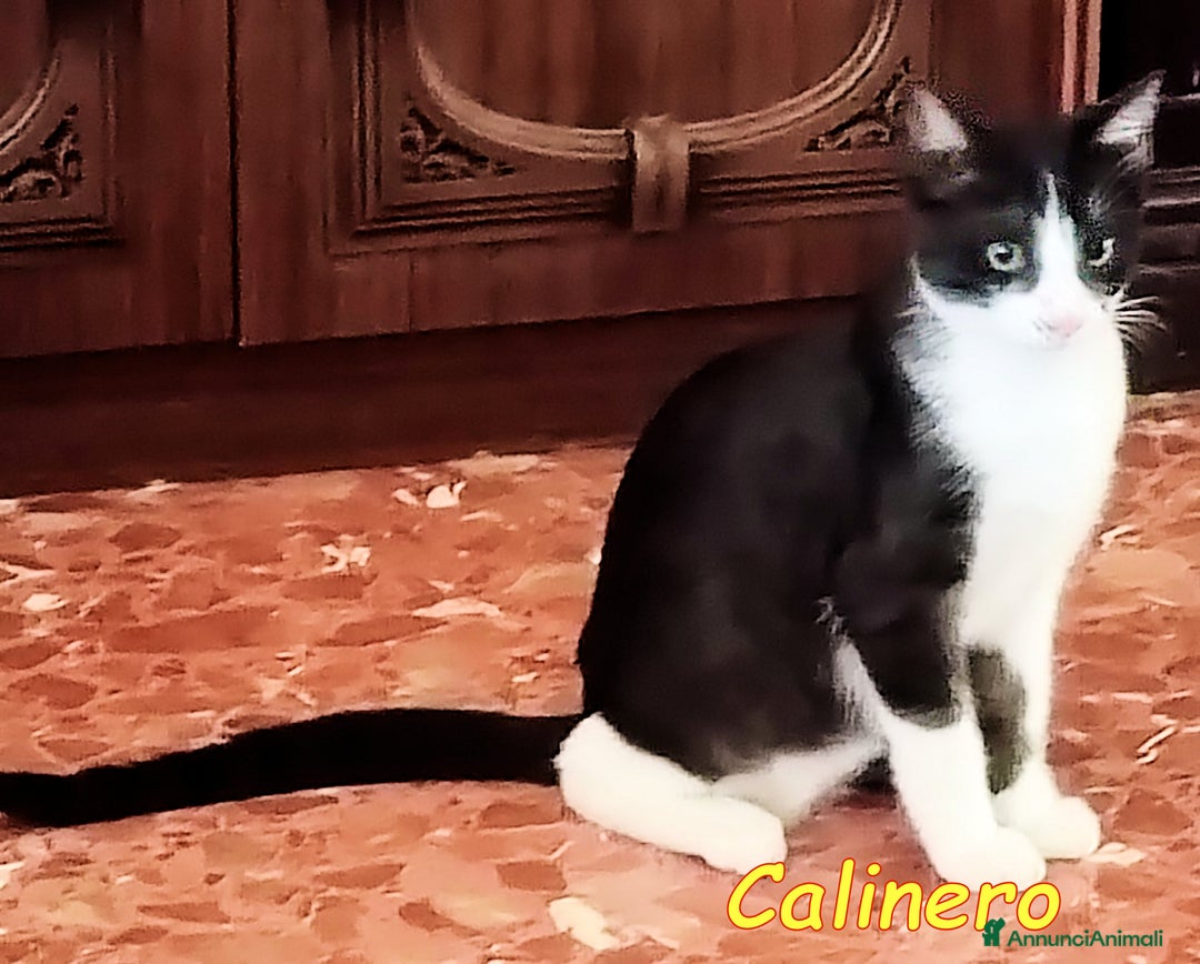 Europeo gatti in regalo: CALIMERO - Annuncio 3