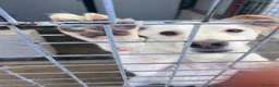 Meticcio cani in regalo: Adozione del cuore per Coco - Annuncio 3