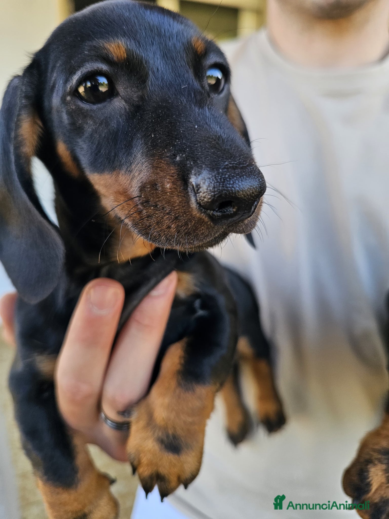 Bassotto cani in vendita: Bassotti nani - Annuncio 23