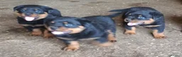 Rottweiler cani in vendita: Disponibili cuccioli Rottweiler  - Annuncio 19
