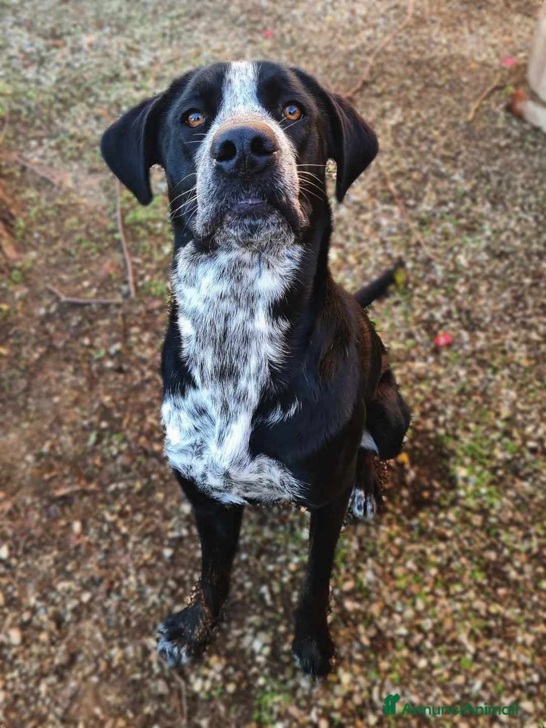 Meticcio cani in regalo: KATY, cucciolona SUPER SIMPATICA! - Annuncio 9