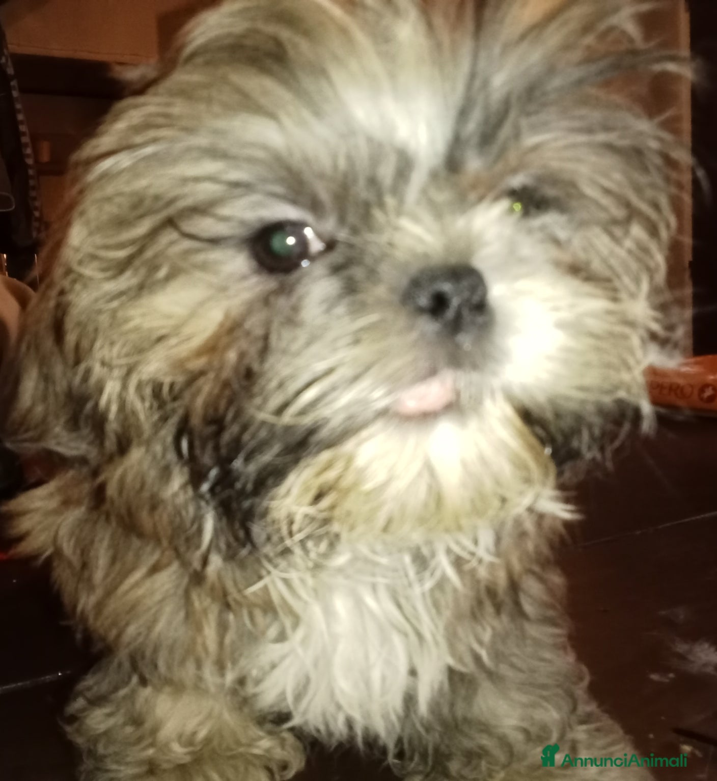 Shih Tzu cani Splendido cucciolo di Shitzu  - Annuncio 1
