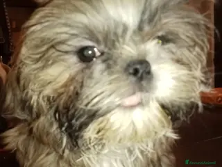 Shih Tzu cani Splendido cucciolo di Shitzu - Annuncio 1