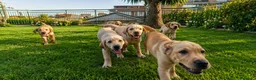 Labrador cani in vendita: LABRADOR ALTA GENEALOGIA - FIGLI DI CAMPIONE ENCI - Annuncio 5