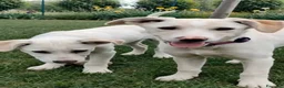 Meticcio cani in regalo: Puffo e Flo 4 mesi adottabili subito sono a Parma - Annuncio 5