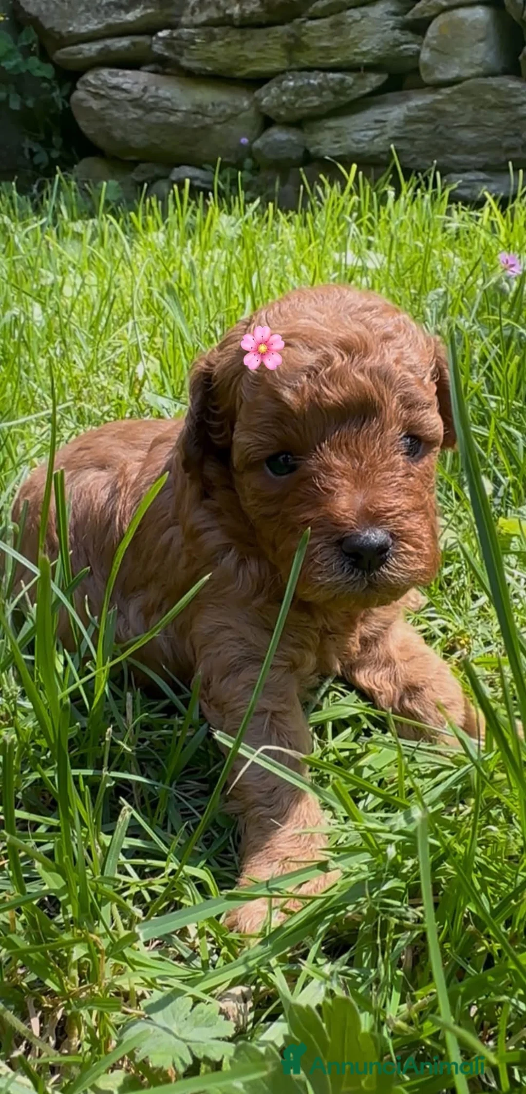 Barboncino cani in vendita: Barboncini stupendi 🧸🥰😍 - Annuncio 2