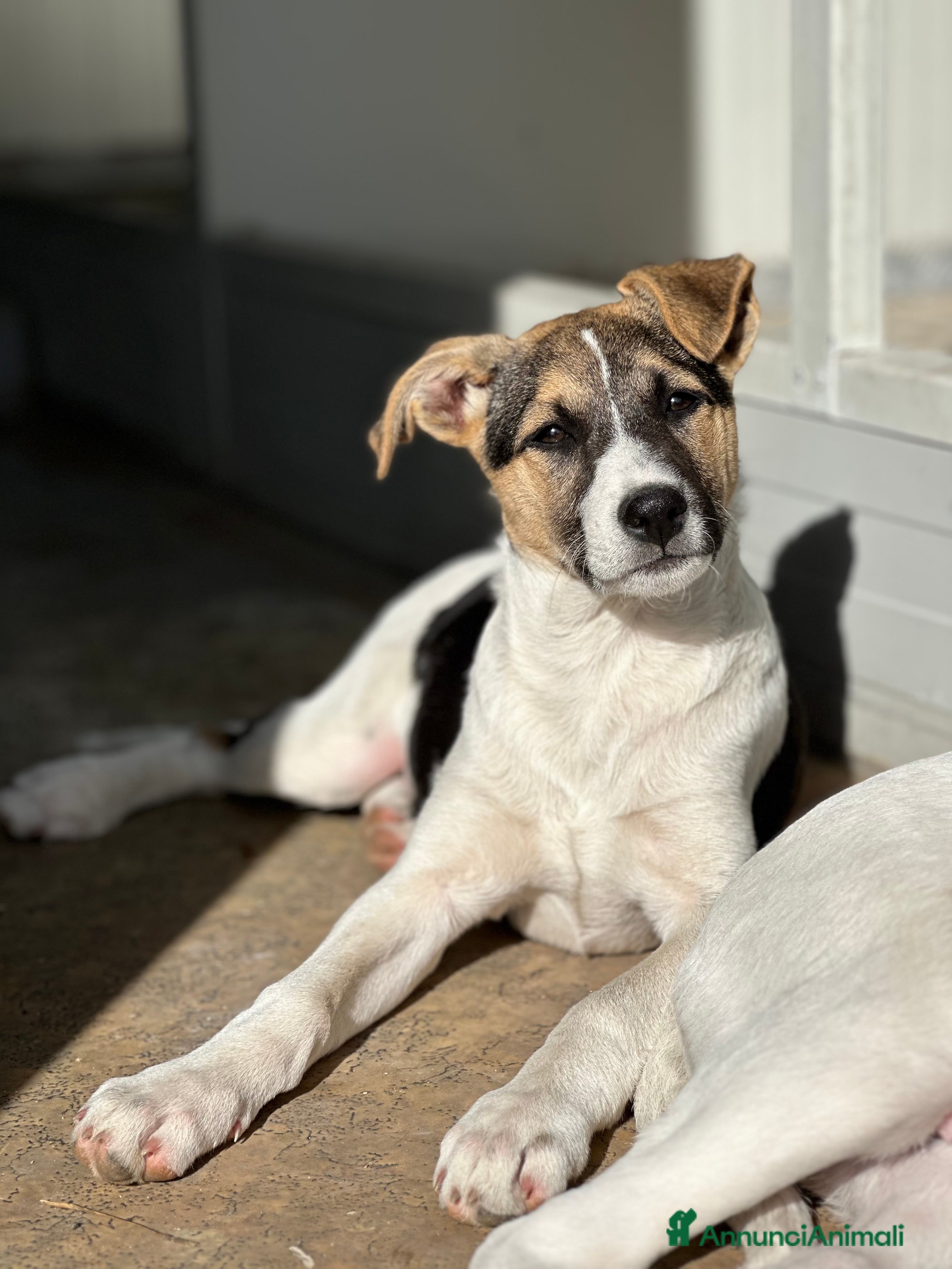 Meticcio cani Ginger cerca casa - Annuncio 7