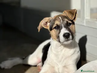 Meticcio cani Ginger cerca casa - Annuncio 12