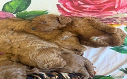 Barboncino cani in vendita: Barboncini nanetti 🐩🐩🐩 - Immagine 27