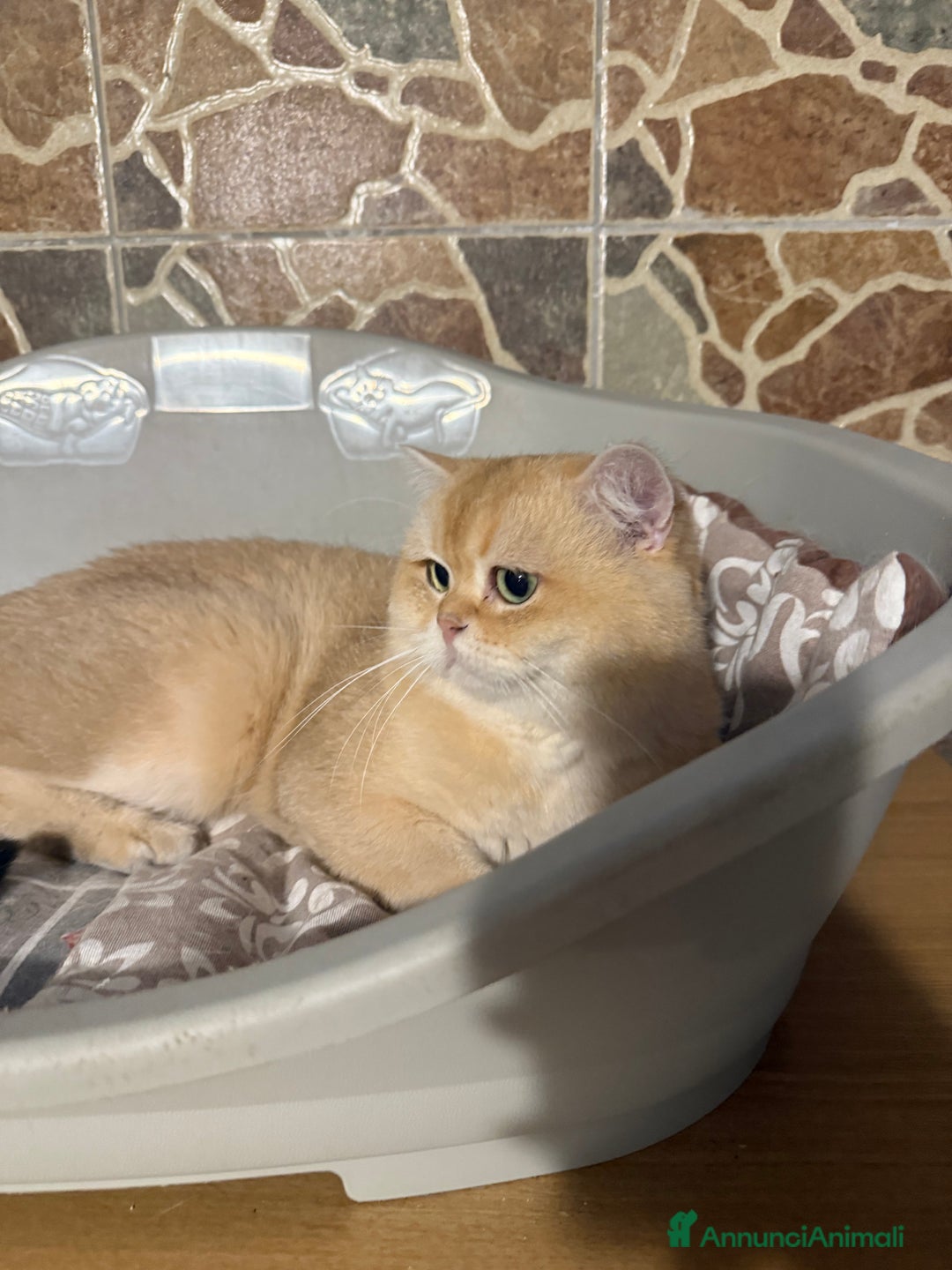 British gatti in vendita: British maschio chocolate Golden  - Annuncio 3