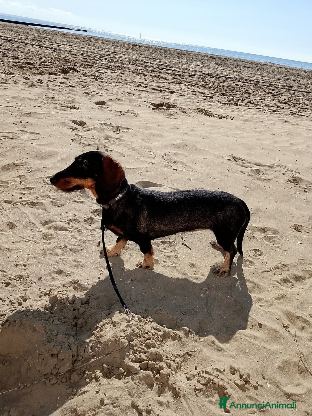 Bassotto cani in vendita: Bassotta 18 mesi taglia nana  - Annuncio 3