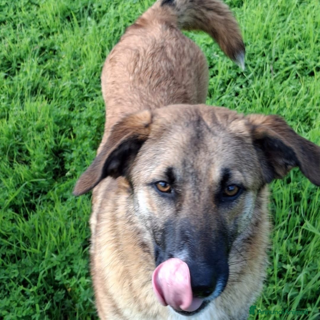 Meticcio cani in regalo: BEA 🩷-cucciola che cerca tante coccole! Cerca 🏠  - Annuncio 5