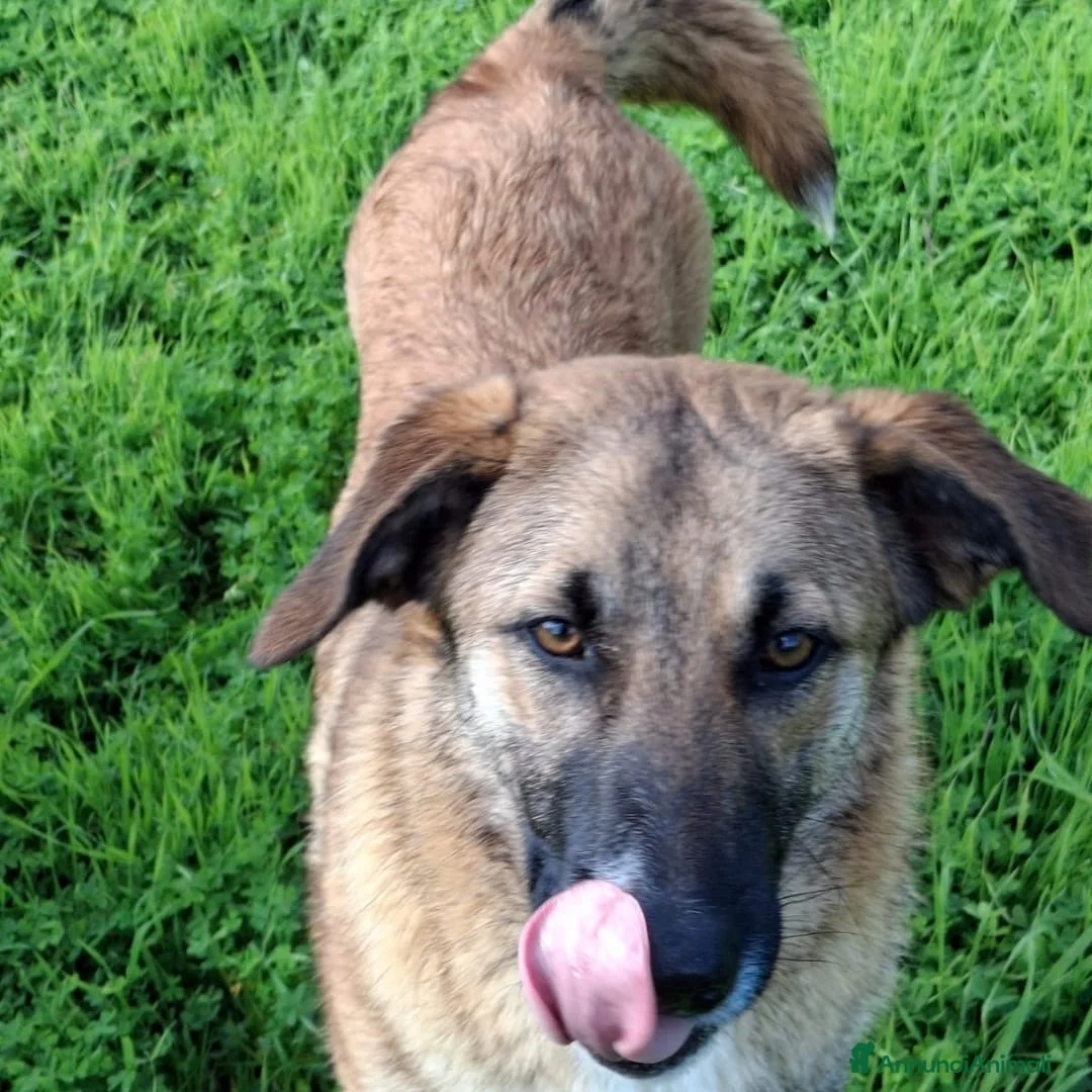 Meticcio cani in regalo: BEA 🩷-cucciola che cerca tante coccole! Cerca 🏠  - Annuncio 5